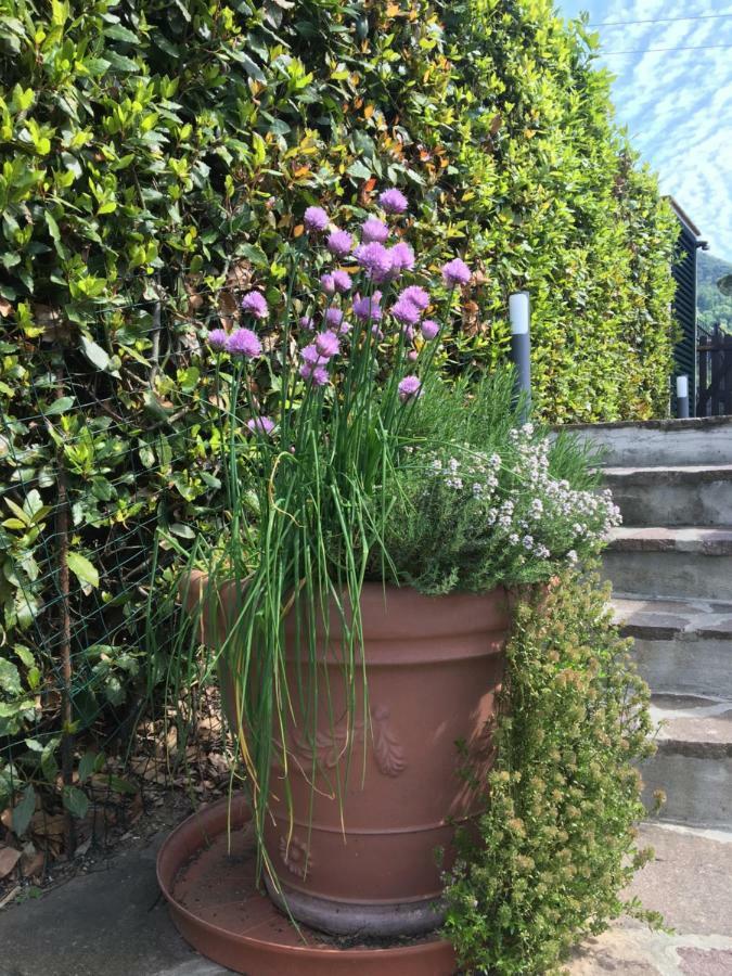 Casa Pietra Del Sole Villa Lucca Dış mekan fotoğraf